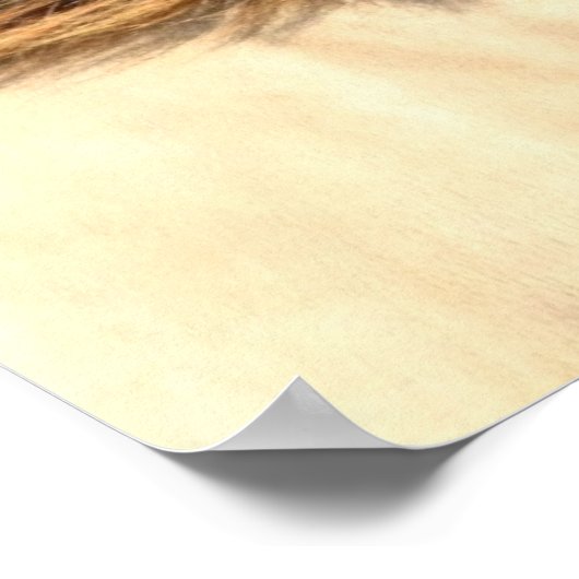 Beautiful grey wild horse poster (Hoek)