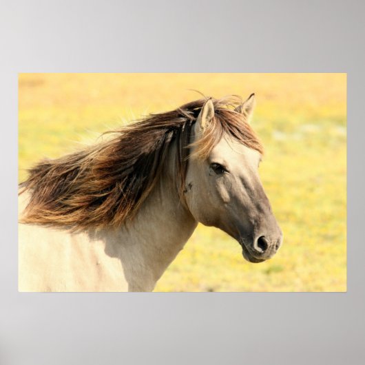 Beautiful grey wild horse poster (Voorkant)