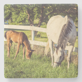 Beautiful Horse and Foal Green Pasture Stenen Onderzetter