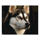 Beautiful Husky Throw Pillow Foto Afdruk (Voorkant)