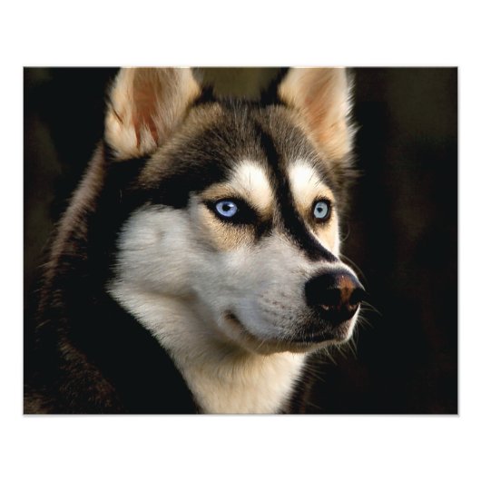 Beautiful Husky Throw Pillow Foto Afdruk (Voorkant)