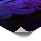 Beautiful Hyacinth (Hyacinthus) Flower Poster (Hoek)