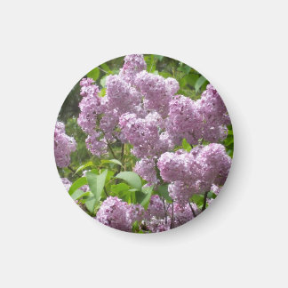 Beautiful Lilac Bush- Magneet