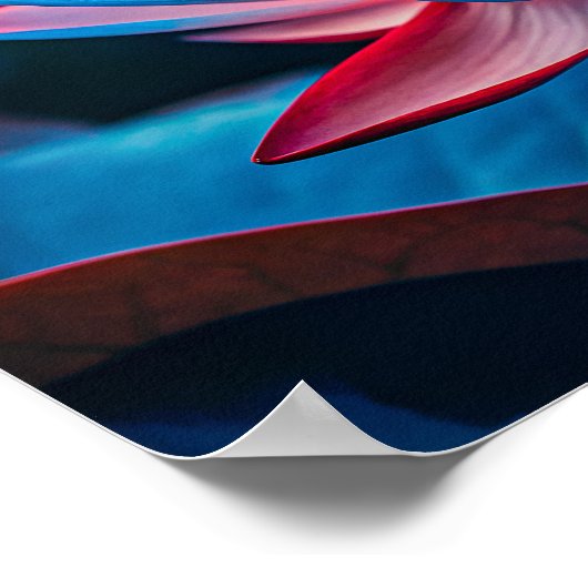 Beautiful Lotus Flower Poster (Hoek)