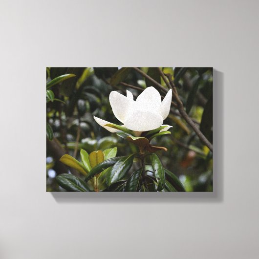 Beautiful Magnolia Flower Canvas Afdruk (Voorkant)