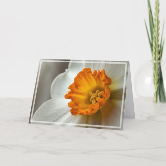 Beautiful Narcissus Bloom Macro Kaart (Voorkant)