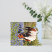 Beautiful Paint Horse in a field of Blue Bonnets Briefkaart (Staand voorkant)