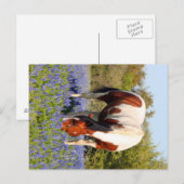 Beautiful Paint Horse in a field of Blue Bonnets Briefkaart (Voorkant / Achterkant)