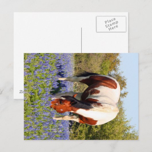 Beautiful Paint Horse in a field of Blue Bonnets Briefkaart (Voorkant / Achterkant)