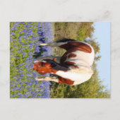 Beautiful Paint Horse in a field of Blue Bonnets Briefkaart (Voorkant)