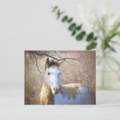 Beautiful Paint Horse Postcards Briefkaart (Staand voorkant)