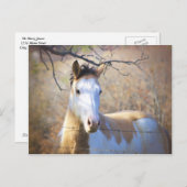 Beautiful Paint Horse Postcards Briefkaart (Voorkant / Achterkant)