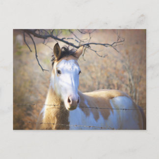 Beautiful Paint Horse Postcards Briefkaart