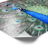Beautiful Peacock Photo Foto Afdruk (Hoek)