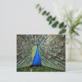 Beautiful Peacock Profile Briefkaart (Staand voorkant)
