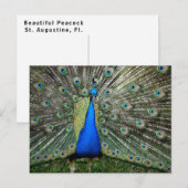Beautiful Peacock Profile Briefkaart (Voorkant / Achterkant)