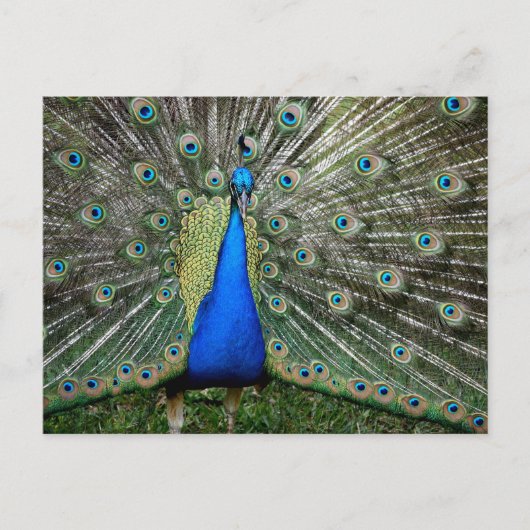 Beautiful Peacock Profile Briefkaart (Voorkant)