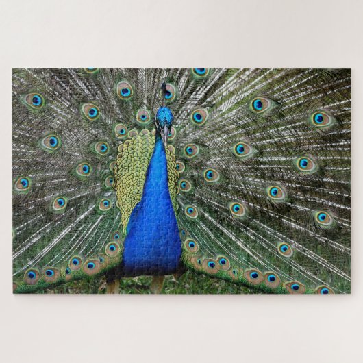 Beautiful Peacock Profile Legpuzzel (Horizontaal)