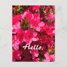 Beautiful Pink Azaleas Flowers Hello Postcards 2 Briefkaart