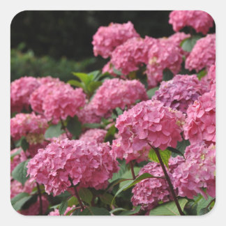 Beautiful pink hydrangea flowers vierkante sticker