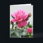 Beautiful Pink Rose Kaart<br><div class="desc">Beautiful Pink Rose. Matching items available in our store.</div>