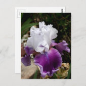 Beautiful Purple and White Iris Design Briefkaart (Voorkant / Achterkant)