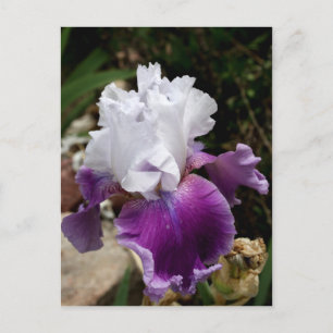 Beautiful Purple and White Iris Design Briefkaart