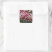 Beautiful red and white ripple roses vierkante sticker (Tas)
