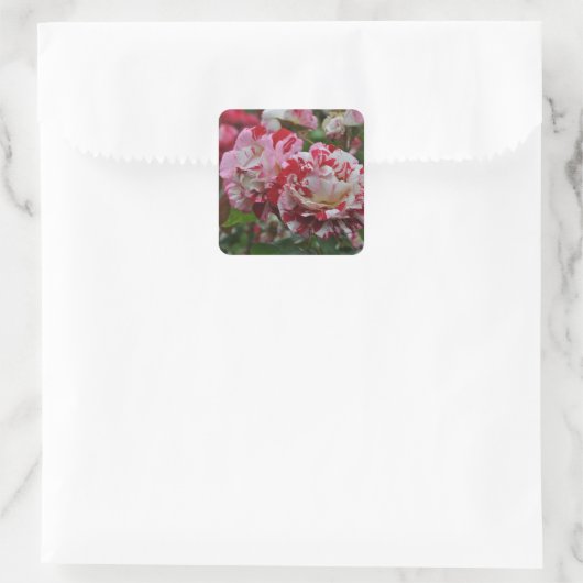 Beautiful red and white ripple roses vierkante sticker (Tas)