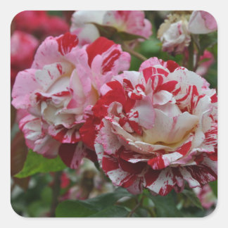 Beautiful red and white ripple roses vierkante sticker