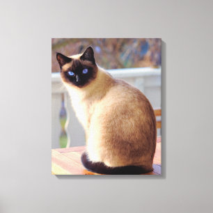 Beautiful Siamese Cat Blue Eyes Canvas Afdruk