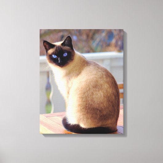 Beautiful Siamese Cat Blue Eyes Canvas Afdruk (Voorkant)