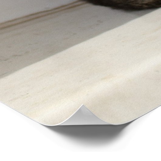 Beautiful Siamese Cat Poster (Hoek)