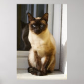 Beautiful Siamese Cat Poster (Voorkant)
