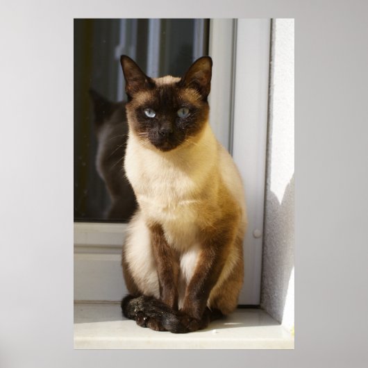 Beautiful Siamese Cat Poster (Voorkant)