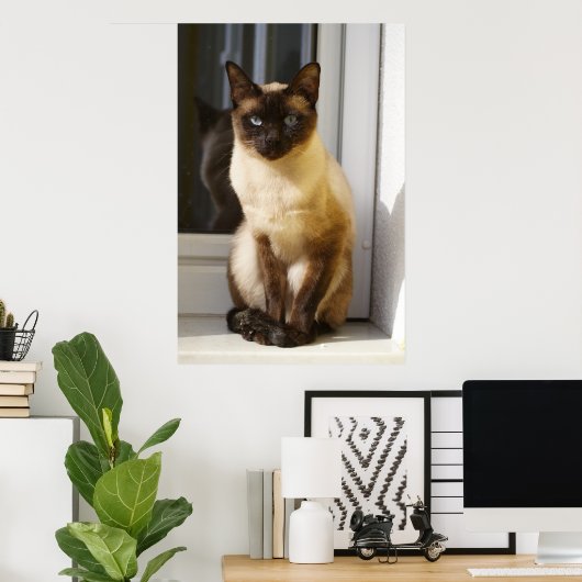 Beautiful Siamese Cat Poster (Thuiskantoor)