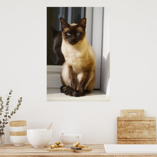 Beautiful Siamese Cat Poster (Keuken)