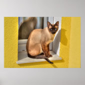 Beautiful Siamese Cat Poster (Voorkant)