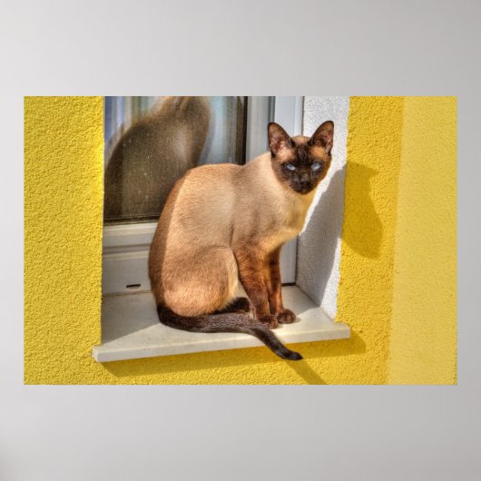 Beautiful Siamese Cat Poster (Voorkant)