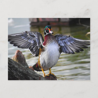 Beautiful Striking Wood Duck Florida Fotografie Briefkaart