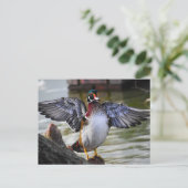 Beautiful Striking Wood Duck Florida Fotografie Briefkaart (Staand voorkant)