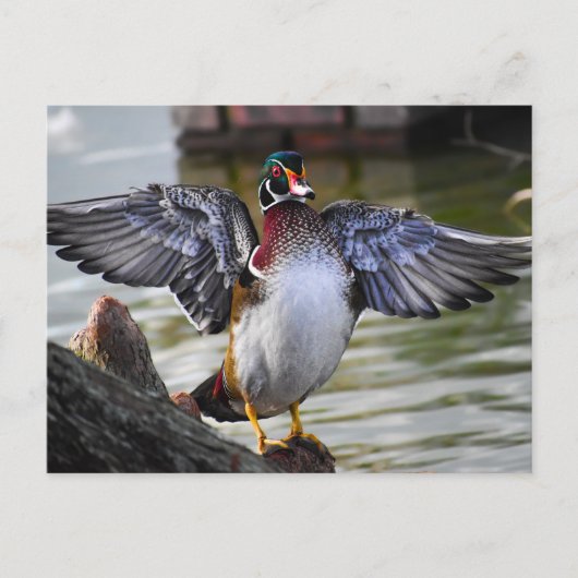 Beautiful Striking Wood Duck Florida Fotografie Briefkaart (Voorkant)