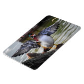 Beautiful Striking Wood Duck Florida Fotografie Magneet (Linkerzijde)