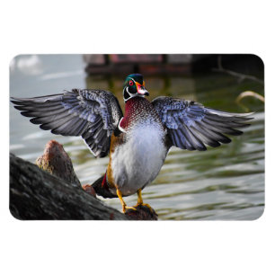Beautiful Striking Wood Duck Florida Fotografie Magneet