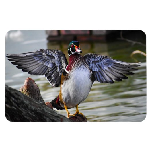 Beautiful Striking Wood Duck Florida Fotografie Magneet (Horizontaal)