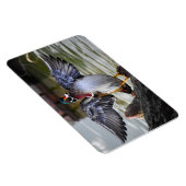 Beautiful Striking Wood Duck Florida Fotografie Magneet (Rechterzijde)