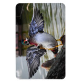 Beautiful Striking Wood Duck Florida Fotografie Magneet (Verticaal)