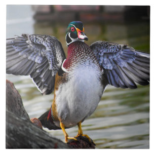 Beautiful Striking Wood Duck Florida Fotografie Tegeltje
