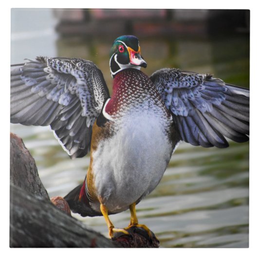 Beautiful Striking Wood Duck Florida Fotografie Tegeltje (Voorkant)