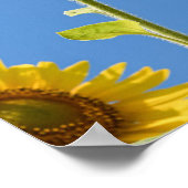 beautiful sun flowers with cloudy blue sky poster (Hoek)
